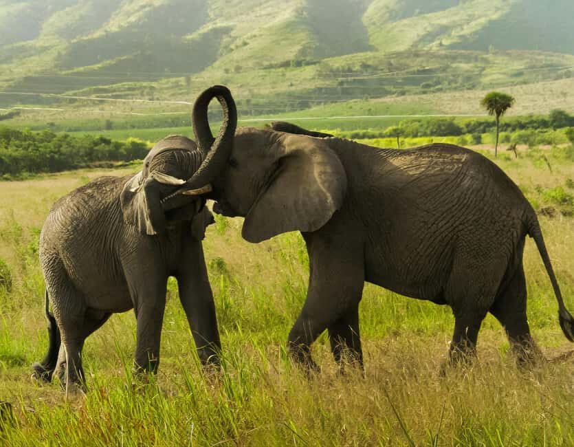 From Nairobi: 2-Day Amboseli National Park Safari - What to Expect on the 2-Day Amboseli Safari