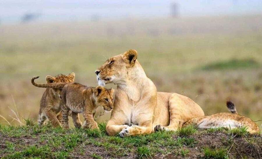 From Nairobi: 2-Day Amboseli National Park Safari - Why This Tour Offers Great Value