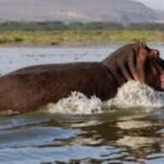 From Nairobi: 2-Day Naivasha Safari with Accommodation - Detailed Breakdown of the Itinerary