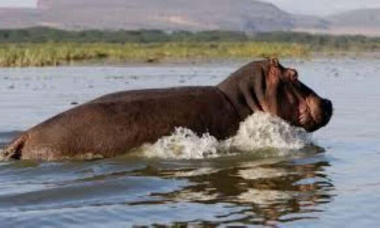 From Nairobi: 2-Day Naivasha Safari with Accommodation - Detailed Breakdown of the Itinerary