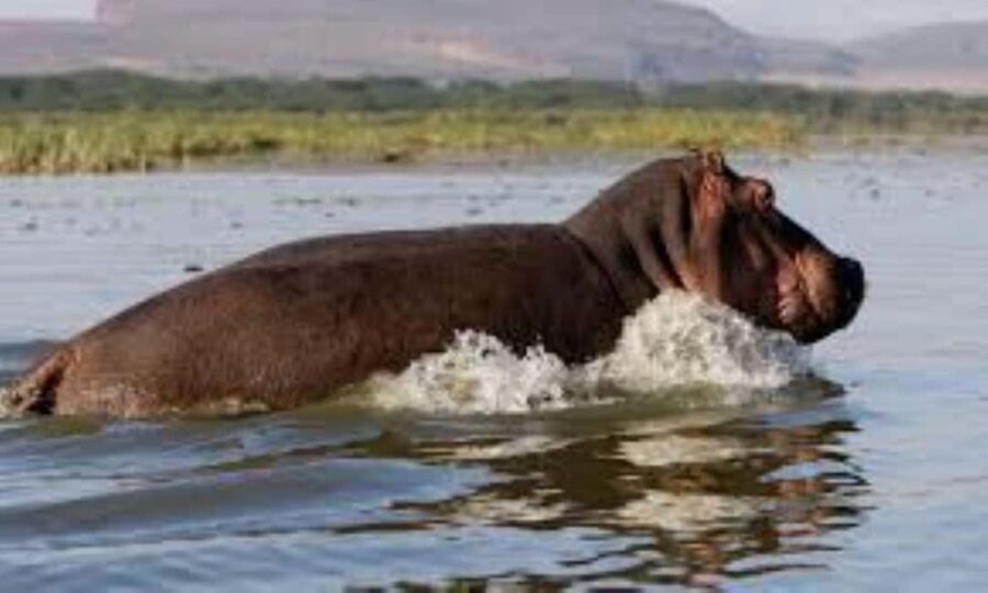 From Nairobi: 2-Day Naivasha Safari with Accommodation - Detailed Breakdown of the Itinerary