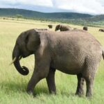 From Nairobi : 2-Days 1-Night Masai Mara Private 4WD Safari - Who Should Consider This Safari?