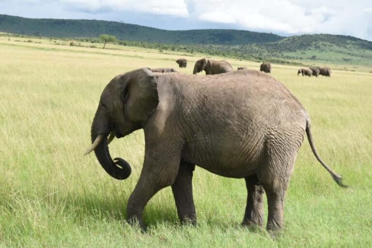 From Nairobi : 2-Days 1-Night Masai Mara Private 4WD Safari - Who Should Consider This Safari?