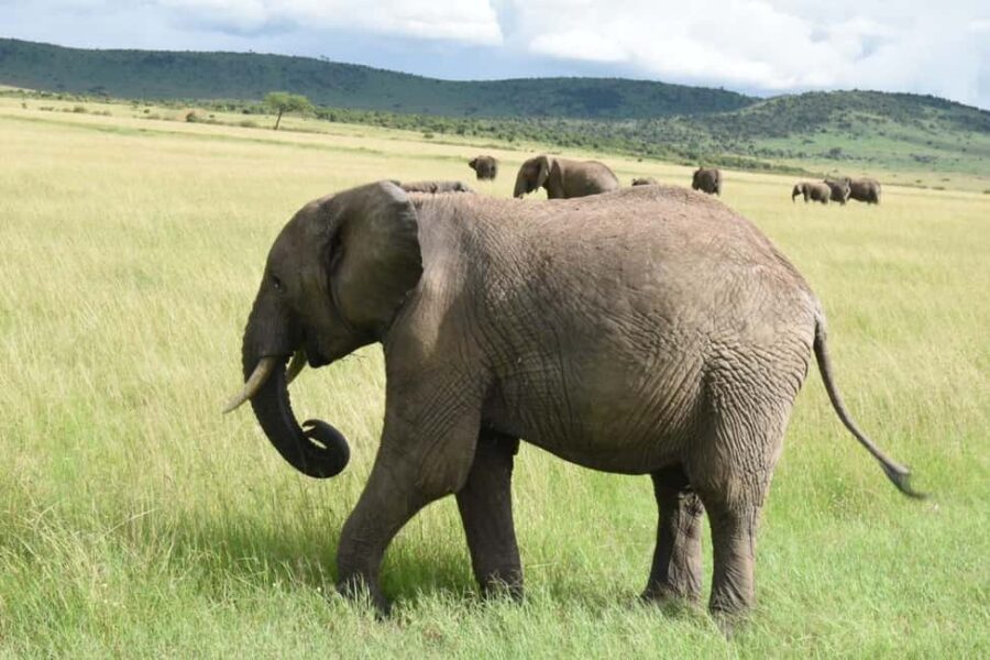 From Nairobi : 2-Days 1-Night Masai Mara Private 4WD Safari - Who Should Consider This Safari?