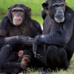 From Nairobi: 2 days 1 night Safari to Ol Pejeta Conservancy - What could be improved?