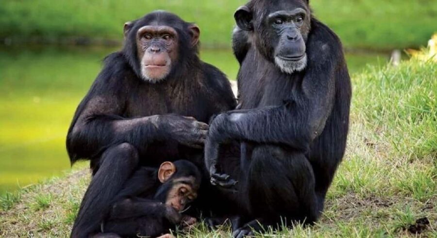 From Nairobi: 2 days 1 night Safari to Ol Pejeta Conservancy - What could be improved?