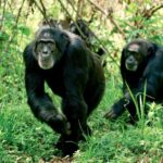 From Nairobi: 20-Day Kenya and Tanzania Safari with Zanzibar - Ol Pejeta Conservancy: Primates and Rhino Sanctuary