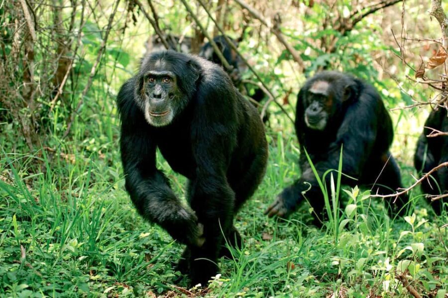 From Nairobi: 20-Day Kenya and Tanzania Safari with Zanzibar - Ol Pejeta Conservancy: Primates and Rhino Sanctuary