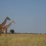 From Nairobi: 3-Day/2-Night Maasai Mara Group Safari - Transportation & Accommodation