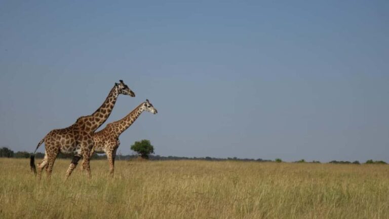 From Nairobi: 3-Day/2-Night Maasai Mara Group Safari - Transportation & Accommodation