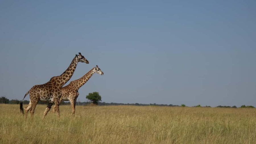 From Nairobi: 3-Day/2-Night Maasai Mara Group Safari - Transportation & Accommodation
