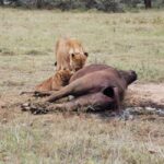 From Nairobi: 3-Day Amboseli National Park Safari - What’s Included & What’s Not