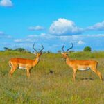 From Nairobi: 3-Day Samburu National Reserve Safari - The Itinerary: What to Expect Each Day