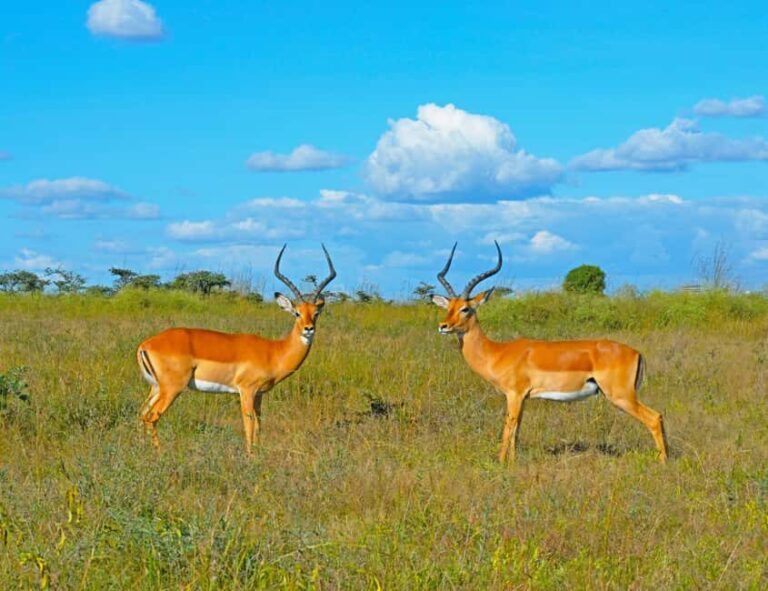 From Nairobi: 3-Day Samburu National Reserve Safari - The Itinerary: What to Expect Each Day