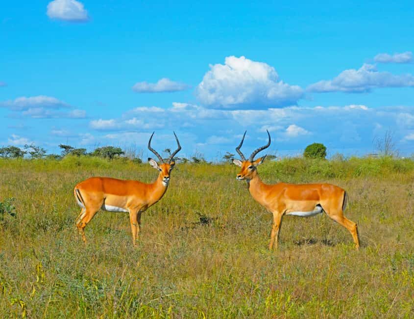 From Nairobi: 3-Day Samburu National Reserve Safari - The Itinerary: What to Expect Each Day