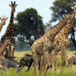 From Nairobi: 3 - Days Maasai Mara Group Safari by 4WD - What’s Included and What’s Not