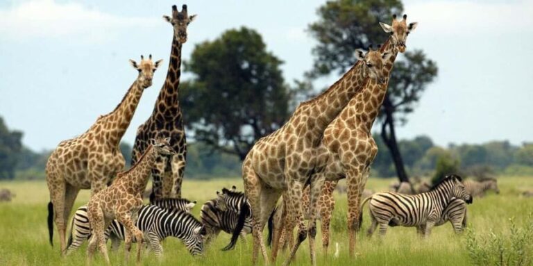 From Nairobi: 3 - Days Maasai Mara Group Safari by 4WD - What’s Included and What’s Not