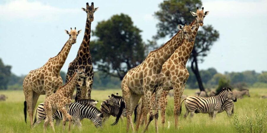 From Nairobi: 3 - Days Maasai Mara Group Safari by 4WD - What’s Included and What’s Not
