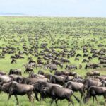 From Nairobi: 3-Days Masai Mara Camping Safari on a 4x4 Jeep - Discovering the Itinerary in Detail