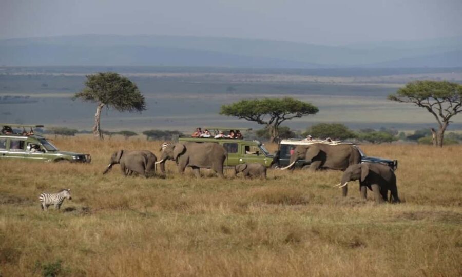 From Nairobi: 4-Day Amboseli and Tsavo Safari with Lodging - What Travelers Love Most