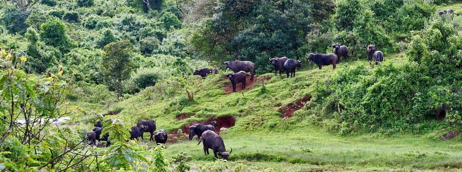 From Nairobi: 5-Day Central Kenya Eco-Tour Experience - Authentic Experiences That Stand Out