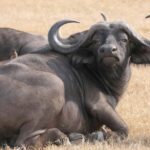 From Nairobi: 5-Day Maasai Mara, Lake Nakuru, and Naivasha - Day 2: Full Day of Game Drives in Maasai Mara