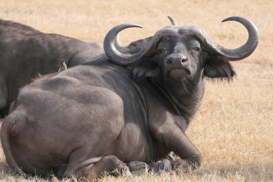 From Nairobi: 5-Day Maasai Mara, Lake Nakuru, and Naivasha - Day 2: Full Day of Game Drives in Maasai Mara