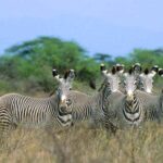 From Nairobi: 5-Day Samburu and Meru National Parks Safari - The Sum Up: Who Is This Safari For?