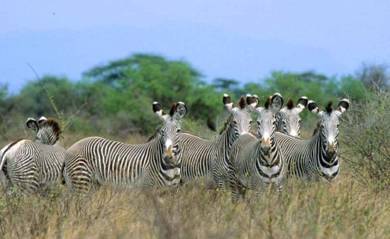 From Nairobi: 5-Day Samburu and Meru National Parks Safari - The Sum Up: Who Is This Safari For?