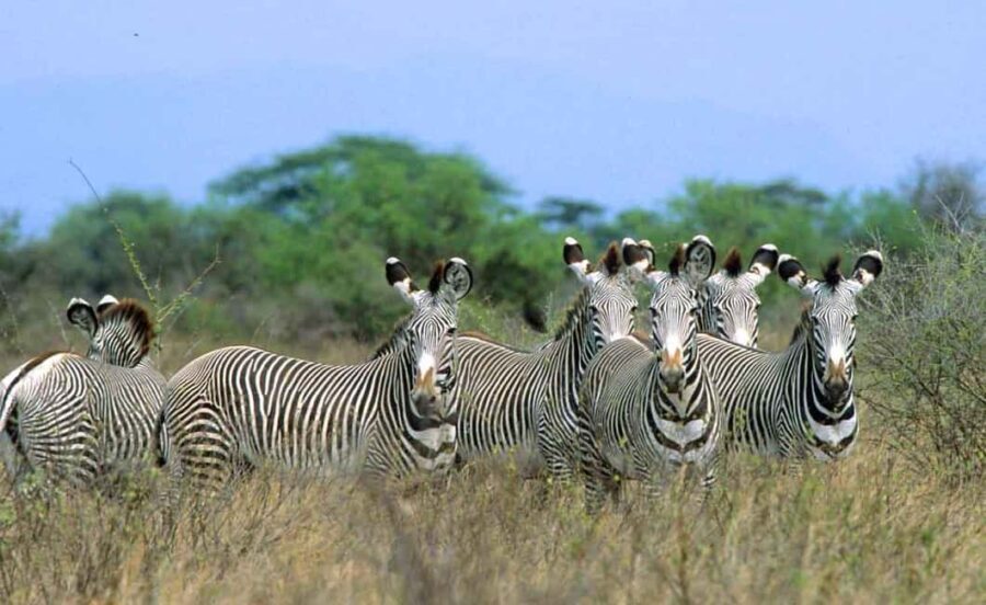From Nairobi: 5-Day Samburu and Meru National Parks Safari - The Sum Up: Who Is This Safari For?