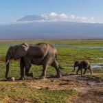 From Nairobi: Amboseli National Park 3-Day Mid Luxury Safari - Practical Tips for Travelers