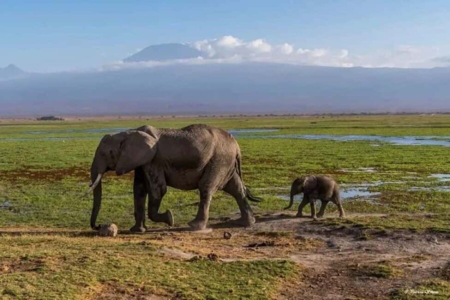 From Nairobi: Amboseli National Park 3-Day Mid Luxury Safari - Practical Tips for Travelers