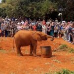 From Nairobi: Baby Elephant And Giraffe centre Day Tour - Practical Tips for Making the Most of Your Day Tour