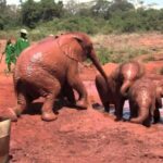 From Nairobi: David Sheldrick Elephant Orphanage Tour - What to Expect from the Tour