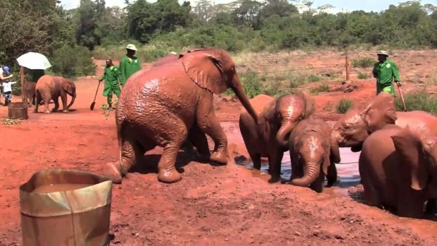 From Nairobi: David Sheldrick Elephant Orphanage Tour - What to Expect from the Tour