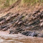 From Nairobi: Day Tour to Maasai Mara - Transport and Logistics: How Does It All Work?