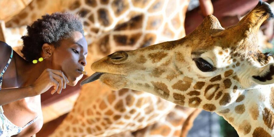 From Nairobi: Elephant Orphanage and Giraffe Center Day Tour - The Experience and Authenticity