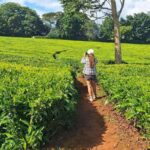 From Nairobi: Kiambethu Tea Farm Tour &Lunch - The Value of This Experience