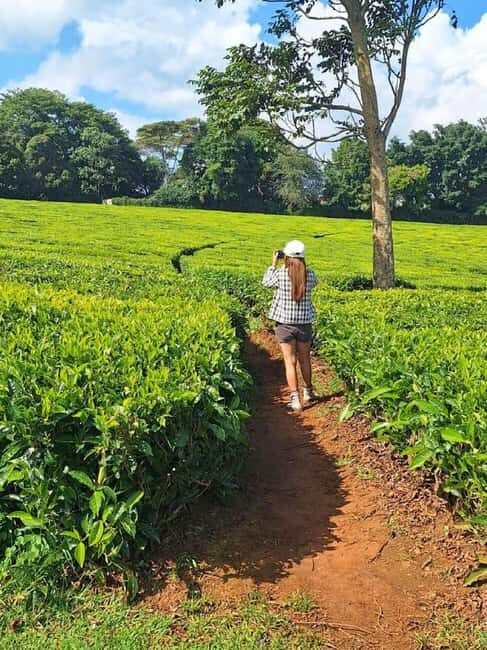 From Nairobi: Kiambethu Tea Farm Tour &Lunch - The Value of This Experience