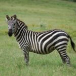 From Nairobi : Lake Naivasha Boat ride and Crescent island - What Makes This Tour Stand Out