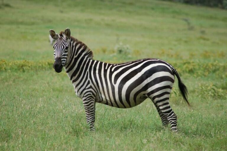 From Nairobi : Lake Naivasha Boat ride and Crescent island - What Makes This Tour Stand Out