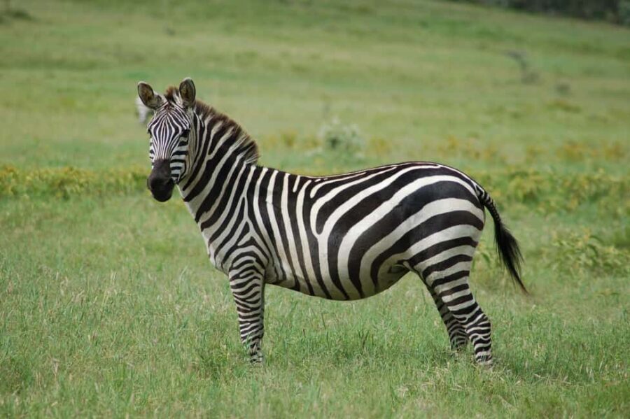 From Nairobi : Lake Naivasha Boat ride and Crescent island - What Makes This Tour Stand Out