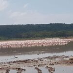From Nairobi: Lake Nakuru National Park Day-Trip - What to Expect: An In-Depth Look at the Tour