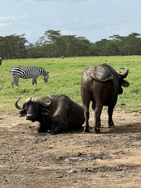 From Nairobi: Lake Nakuru National Park Day Trip - What’s Included and What’s Not