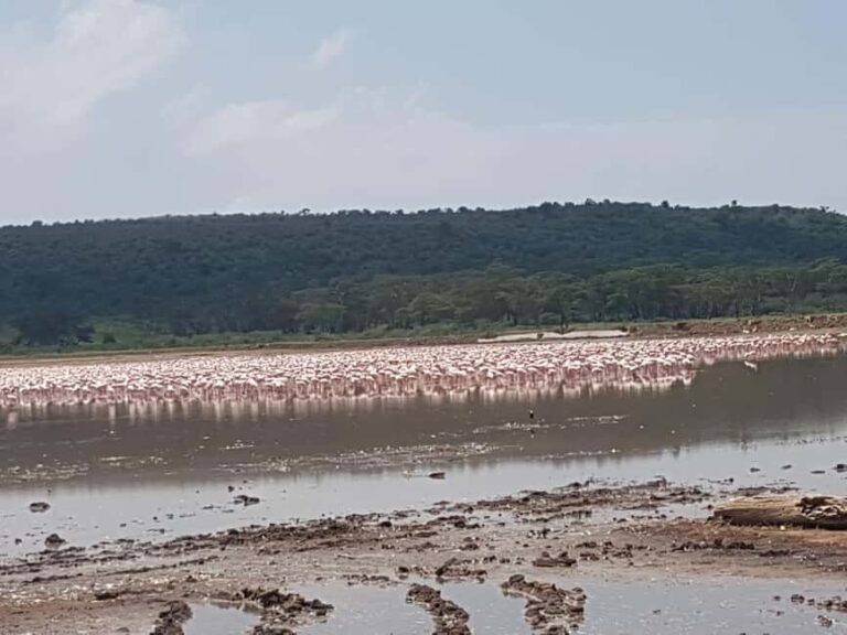 From Nairobi: Lake Nakuru National Park Day-Trip - What to Expect: An In-Depth Look at the Tour