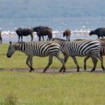 From Nairobi: Lake Nakuru National Park Full-Day Tour - What to Expect: Day in the Park