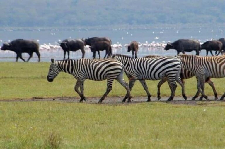 From Nairobi: Lake Nakuru National Park Full-Day Tour - What to Expect: Day in the Park
