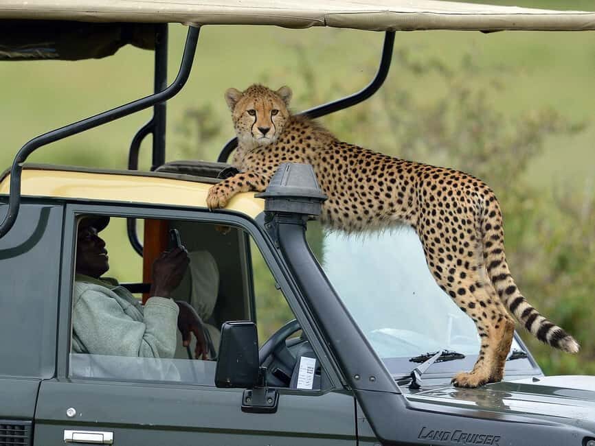 From Nairobi: Masai Mara 3-day Camping Safari by Jeep - A Day-by-Day Breakdown of the Safari