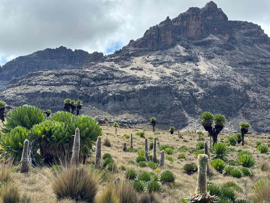 From Nairobi: Mount Kenya Hike Day Trip - An In-Depth Look at the Mount Kenya Day Trip