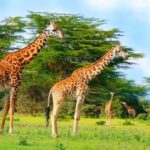 From Nairobi: Mt Longonot Hiking Day Tour - Detailed Breakdown: Why This Tour Offers Good Value